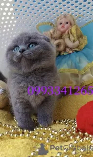 Zdjęcie №2 do zapowiedźy № 127486 na sprzedaż  scottish fold - wkupić się Republika Czeska hodowca