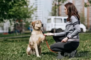 Dodatkowe zdjęcia: Miły, towarzyski Luntik szuka właściciela!