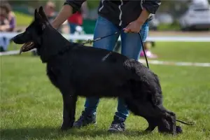 Zdjęcie №3. Zarezerwowane na szczenięta z bardzo pięknej pary.. Federacja Rosyjska