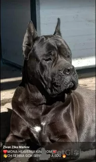 Dodatkowe zdjęcia: Szczenięta Cane Corso