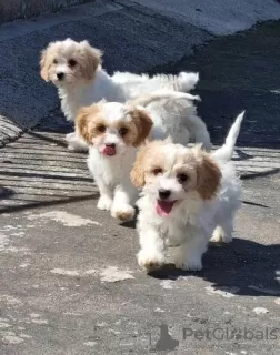 Zdjęcie №1. cavalier king charles spaniel - na sprzedaż w Wilno | 1465zł | Zapowiedź №36104