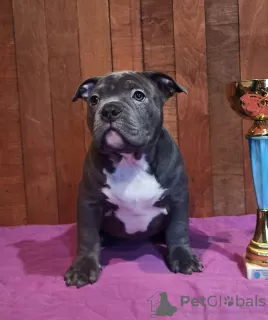 Zdjęcie №2 do zapowiedźy № 33344 na sprzedaż  american bully - wkupić się Ukraina od żłobka, hodowca