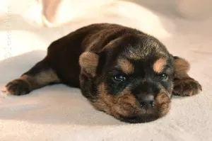 Dodatkowe zdjęcia: Norwich Terrier. Szczenięta