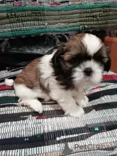 Dodatkowe zdjęcia: Rasowe szczenięta Shih Tzu.