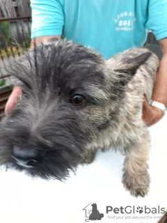 Dodatkowe zdjęcia: Cairn Terrier, szczenięta płci męskiej