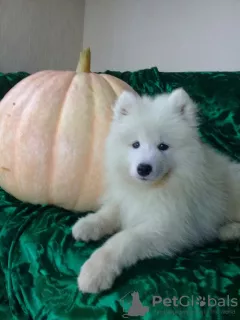 Dodatkowe zdjęcia: Szczenięta Samoyed