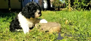 Dodatkowe zdjęcia: CAVAPOO tricolor szczeniak