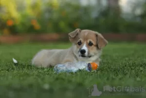 Dodatkowe zdjęcia: Szczeniaki Welsh Corgi Pembroke