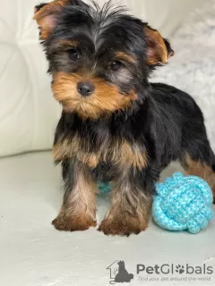 Zdjęcie №2 do zapowiedźy № 36627 na sprzedaż  yorkshire terrier - wkupić się Białoruś prywatne ogłoszenie, hodowca