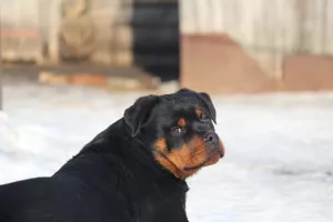 Zdjęcie №4. Sprzedam rottweiler w Penza. od żłobka - cena - Negocjowane