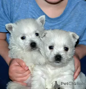 Zdjęcie №1. west highland white terrier - na sprzedaż w Genk | 1256zł | Zapowiedź №96202