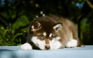 Dodatkowe zdjęcia: Kolorowe szczenięta Alaskan Malamute