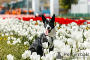 Zdjęcie №4. Sprzedam pies nierasowy w Москва. prywatne ogłoszenie - cena - Bezpłatny