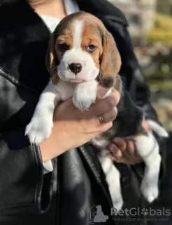 Dodatkowe zdjęcia: Sprzedam szczenięta rasy beagle.