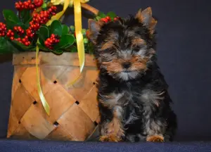 Zdjęcie №4. Sprzedam yorkshire terrier w Miass. od żłobka - cena - 908zł