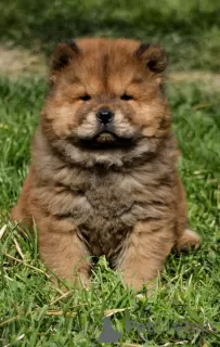 Zdjęcie №3. Chow Chow. Serbia