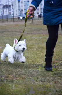 Zdjęcie №4. Sprzedam west highland white terrier w Białystok. prywatne ogłoszenie - cena - 2721zł