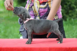 Dodatkowe zdjęcia: Szczenięta Cane Corso