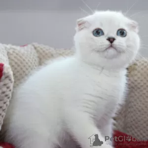 Zdjęcie №1. scottish fold - na sprzedaż w Vienna | 1046zł | Zapowiedź № 117015