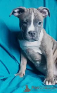 Dodatkowe zdjęcia: Wspaniały samiec American Staffordshire Terrier