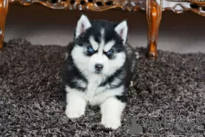 Dodatkowe zdjęcia: Szczenięta Siberian Husky gotowe