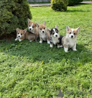 Zdjęcie №4. Sprzedam welsh corgi w Tallinn. prywatne ogłoszenie - cena - 3348zł