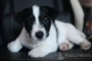 Dodatkowe zdjęcia: Szczeniak Jack Russell Terrier