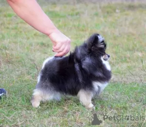 Dodatkowe zdjęcia: Uroczy mały Pomeranian, mini FCI.