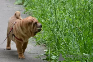 Zdjęcie №1. shar pei - na sprzedaż w Kaługa | negocjowane | Zapowiedź №52638