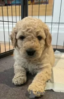 Dodatkowe zdjęcia: AJ Urocze szczenięta Mini Goldendoodle