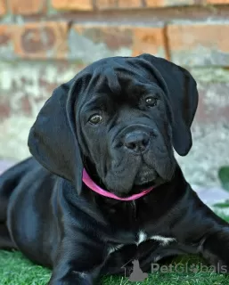 Zdjęcie №1. cane corso - na sprzedaż w Москва | 4zł | Zapowiedź №62402