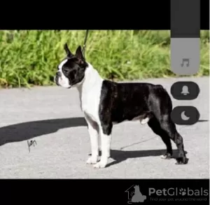 Dodatkowe zdjęcia: Boston Terrier, filhotes premium