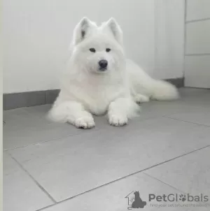 Dodatkowe zdjęcia: Samoyed szczenięta