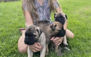 Zdjęcie №3. Sprzedam szczenięta rasy Bullmastiff. USA