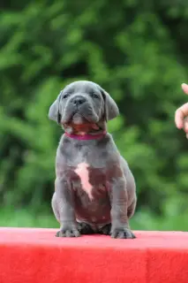 Zdjęcie №4. Sprzedam cane corso w Mińsk. od żłobka, hodowca - cena - 1601zł