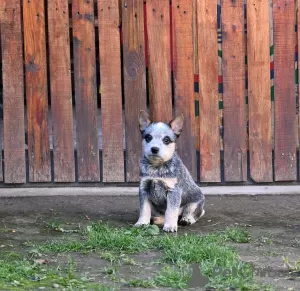 Zdjęcie №1. australian cattle dog - na sprzedaż w Kovin | negocjowane | Zapowiedź №127114