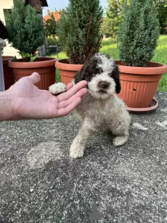 Zdjęcie №4. Sprzedam lagotto romagnolo w Smederevo. prywatne ogłoszenie - cena - negocjowane