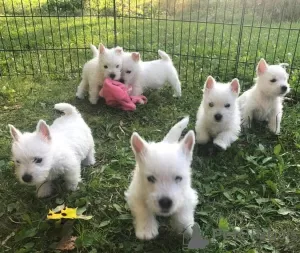 Zdjęcie №1. west highland white terrier - na sprzedaż w Norymberga | 1256zł | Zapowiedź №70960