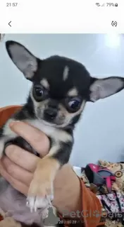 Dodatkowe zdjęcia: Mini Chihuahua