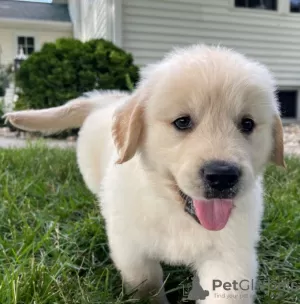 Zdjęcie №3. Zdrowe, urocze szczenięta golden retrievera są już dostępne. Luksemburg