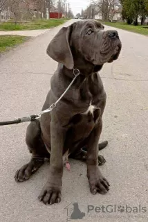 Dodatkowe zdjęcia: Szczenięta Cane Corso