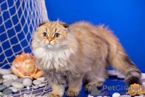 Zdjęcie №4. Sprzedam scottish fold w Petersburg. od żłobka, hodowca - cena - 1736zł