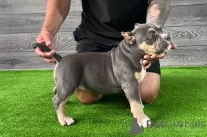 Dodatkowe zdjęcia: American Bully Pocket szczenięta