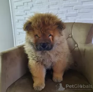 Dodatkowe zdjęcia: Chow Chow Szczenięta