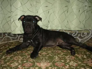 Zdjęcie №2 do zapowiedźy № 2587 na sprzedaż  staffordshire bull terrier - wkupić się Federacja Rosyjska od żłobka, hodowca