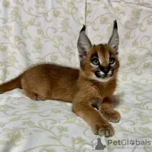 Zdjęcie №1. caracal - na sprzedaż w Phoenix | 7923zł | Zapowiedź № 99610