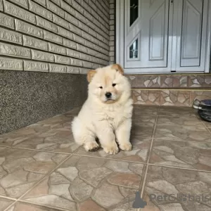 Dodatkowe zdjęcia: Męski chow chow