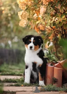 Dodatkowe zdjęcia: Szczenięta owczarka australijskiego (Aussie).