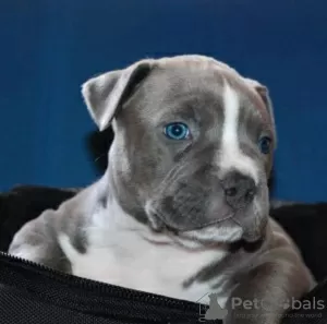 Dodatkowe zdjęcia: American Staffordshire Terrier Piękne Szczenięta