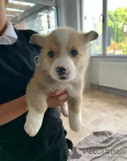 Dodatkowe zdjęcia: Urocze szczenięta Welsh Corgi gotowe do dołączenia do nowego domu na zawsze